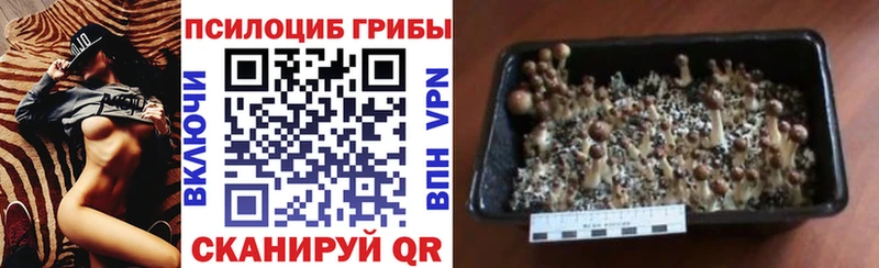кракен маркетплейс  Райчихинск  мориарти формула  Галлюциногенные грибы Magic Shrooms 